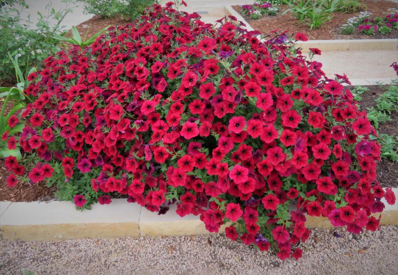 Petunia Tidal Wave Red Velour (4113)